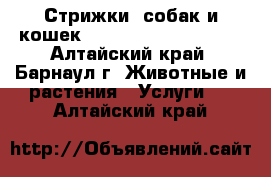 Стрижки  собак и кошек !!!!!!!!!!!!!!!!!!!! - Алтайский край, Барнаул г. Животные и растения » Услуги   . Алтайский край